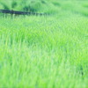 草原のように