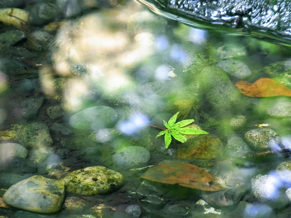 木漏れ日の下で