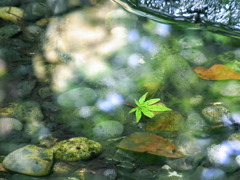 木漏れ日の下で