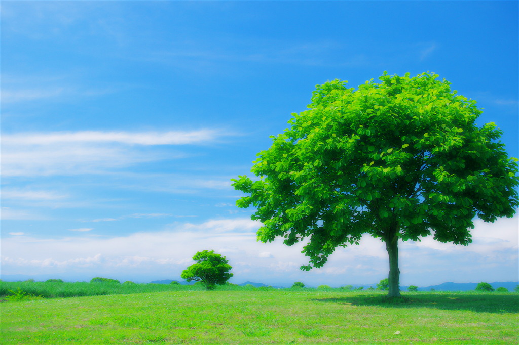 Sunlight at early summer☆