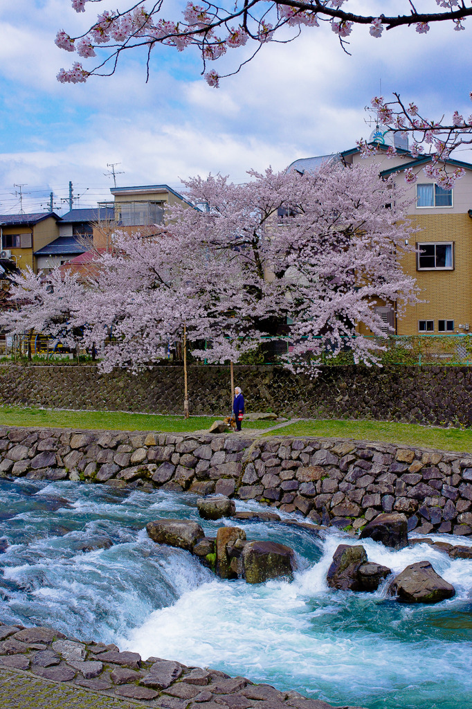 桜の木の下で