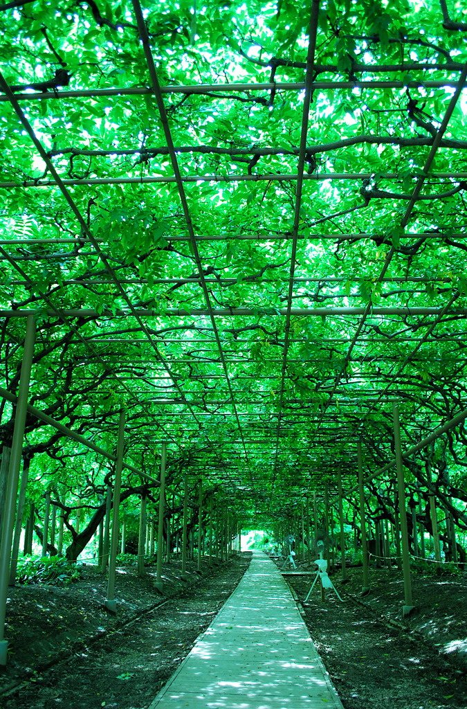 藤トンネル（夏）