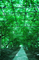 藤トンネル（夏）