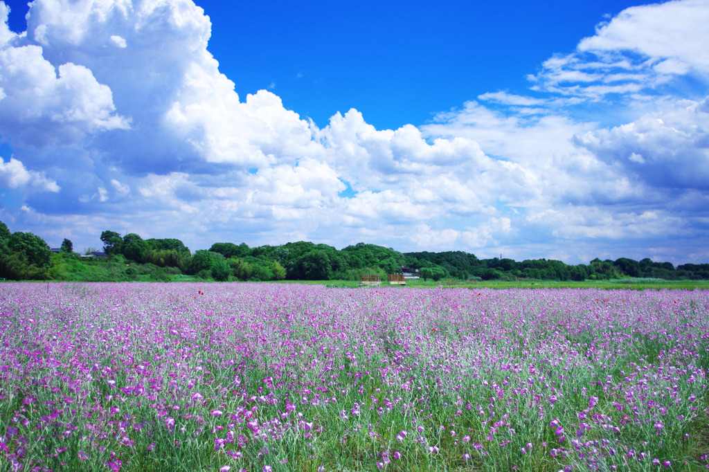 Purple wind