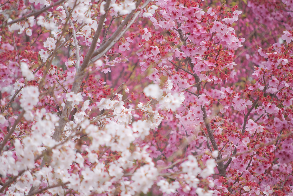 桜花撩乱