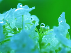 雨粒に紫陽花