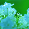 雨粒に紫陽花