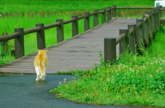 このはし渡るべからず