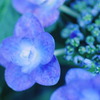 薄蜘蛛