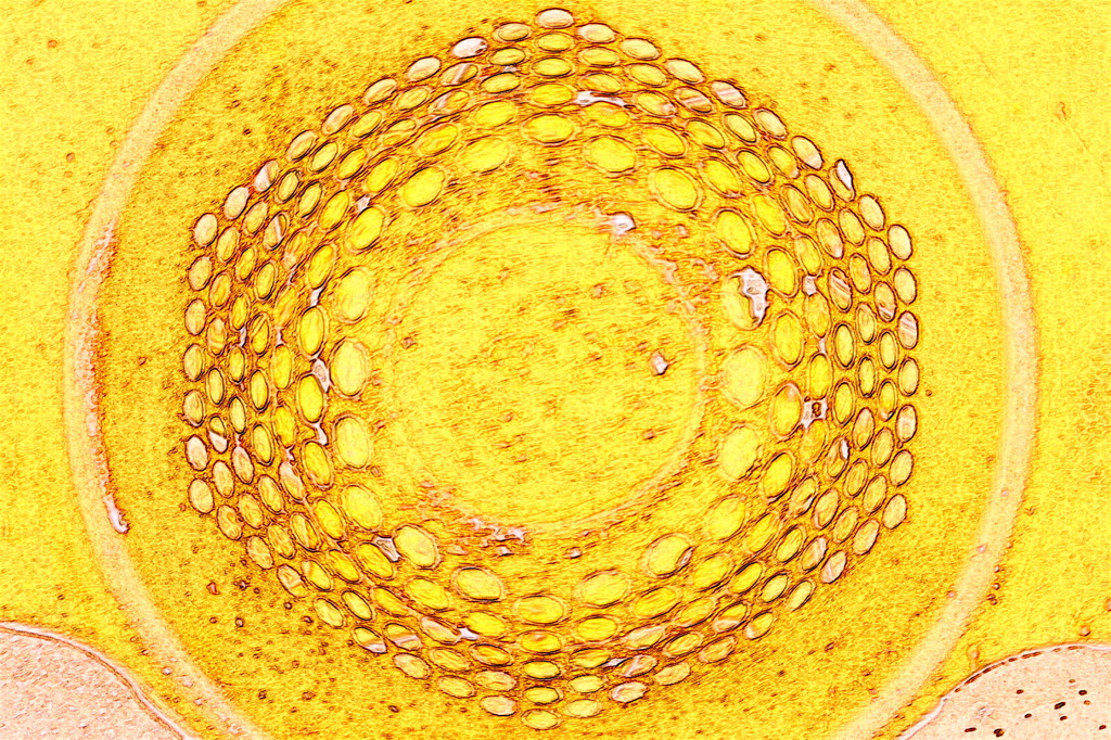 ホットスポット