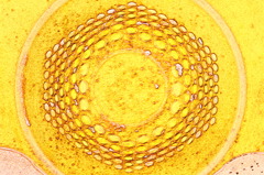 ホットスポット