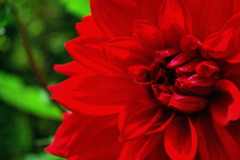 移り気なDahlia☆