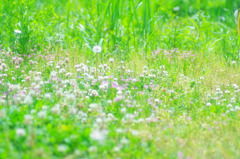 にぎやかな地面