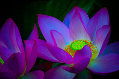Light of lotus