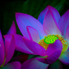 Light of lotus