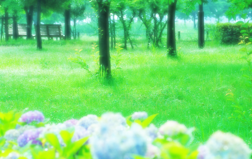 アジサイとベンチ