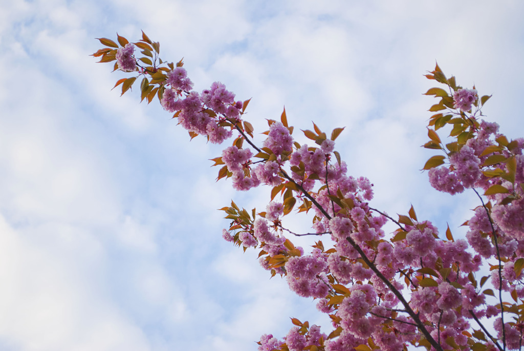 八重桜　空を見る