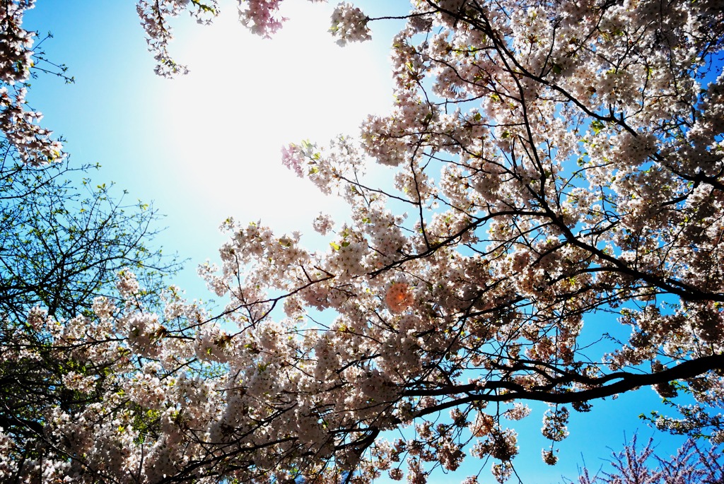 逆光の桜