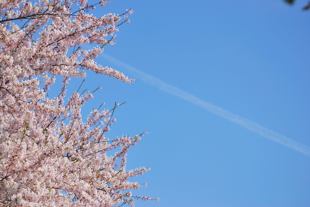 飛行機雲と桜