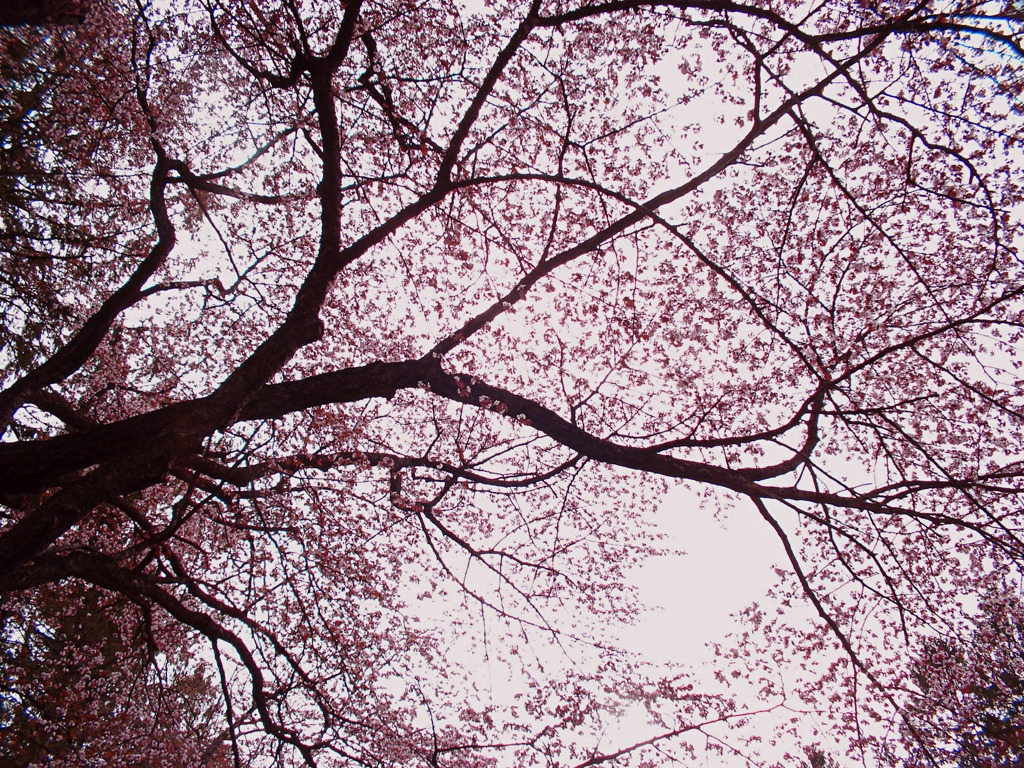 静内 桜の木を見上げて By Natural07 Id 写真共有サイト Photohito