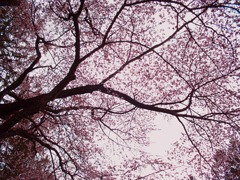 静内　桜の木を見上げて