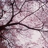 静内　桜の木を見上げて