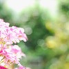 ゼラニウム　ピンク