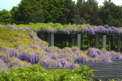 広がる藤の花