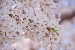 桜～ソメイヨシノ　その２