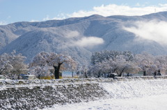 雪を纏う桜と袴越山