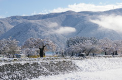 雪を纏う桜と袴越山
