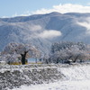 雪を纏う桜と袴越山