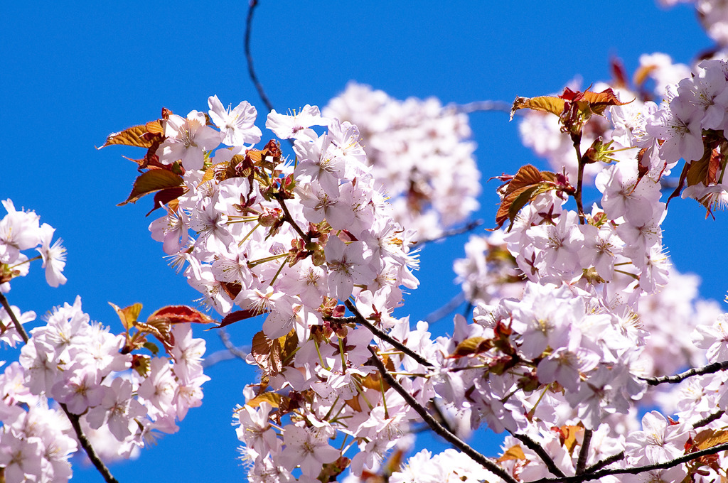 2010-05-15北海道神宮の桜