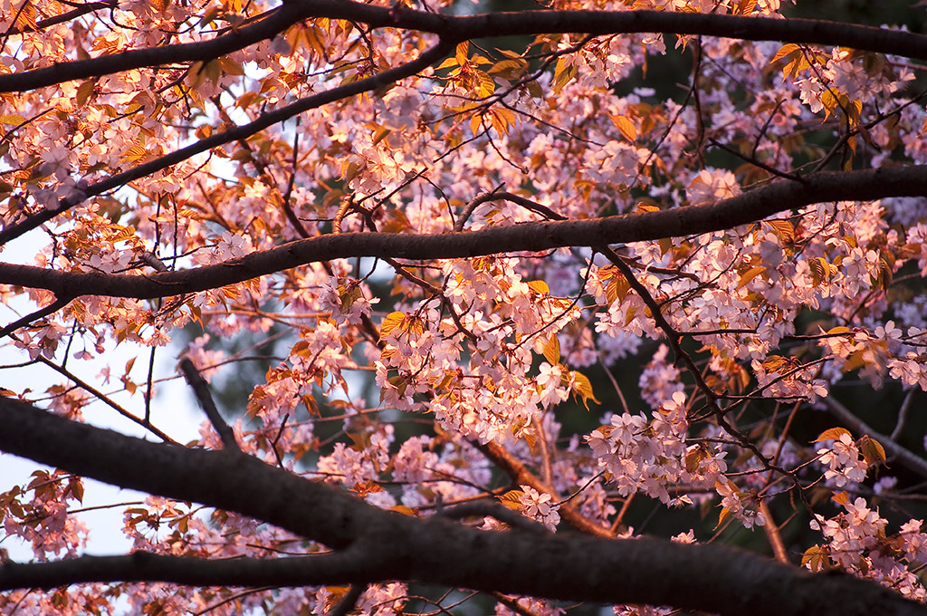 2010-05-15北海道神宮の桜-3