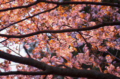 2010-05-15北海道神宮の桜-3