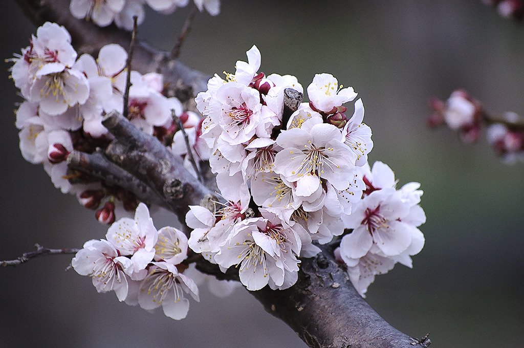 2010-15北海道神宮の桜-2
