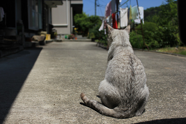 エサまだかニャ？