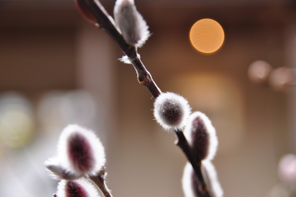 LED光源ではムリ?