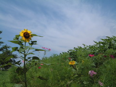 夏の日