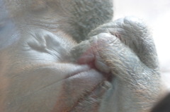 ウウウム