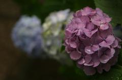 紫陽花