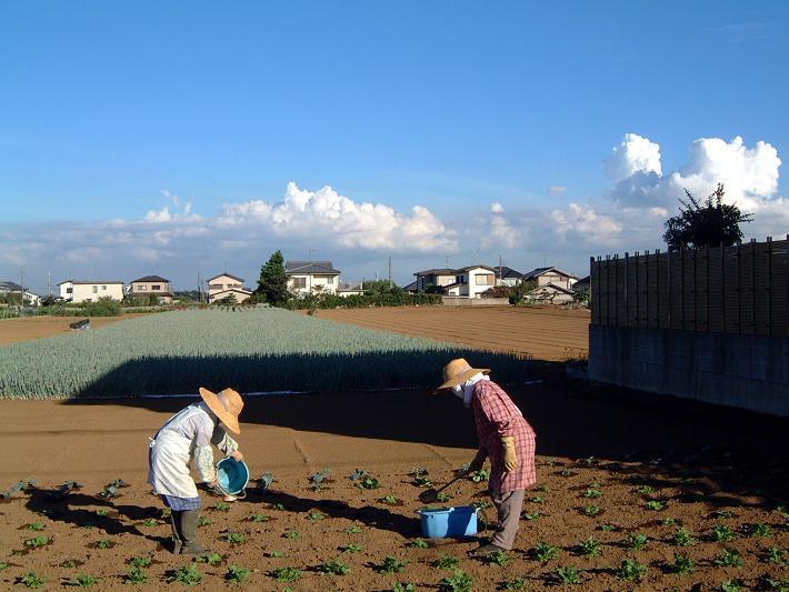 夏の日に