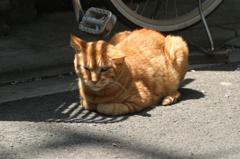 しま猫