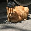 しま猫