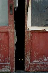 黒猫