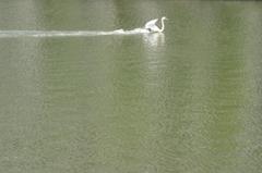 着水