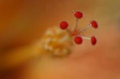 華芯