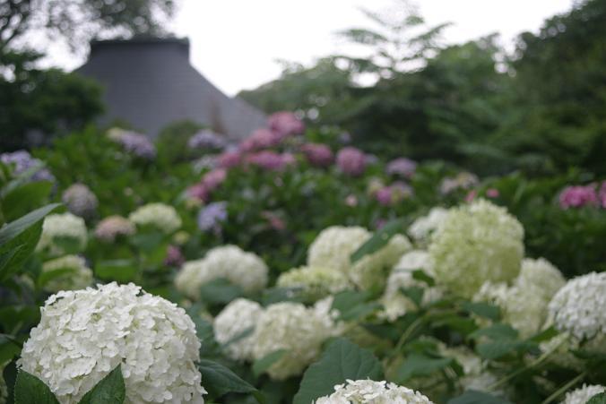 あじさい寺