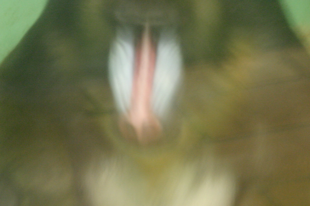 マントヒヒ