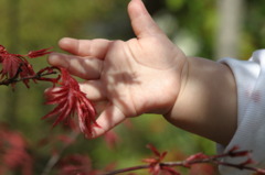 紅葉